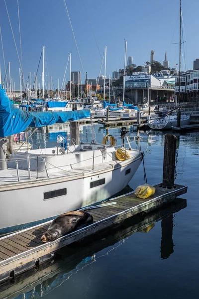 Vertical Shot Sea Lion Lying Pier Boats Moored San Francisco — Stock Photo, Image
