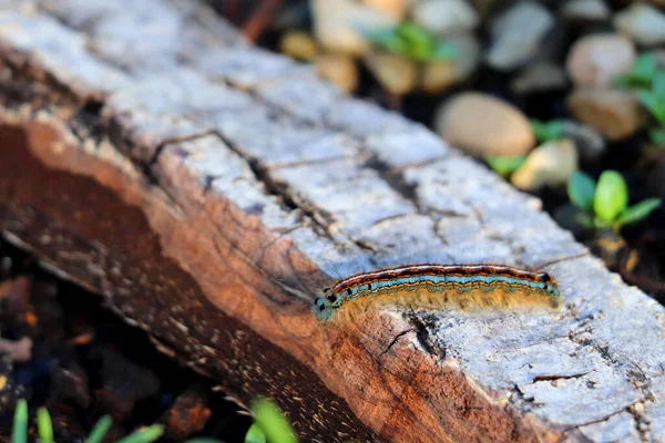 Closeup Shot Caterpillar Crawling Stone Garden Sunny Day Blurred Background — Stock Photo, Image