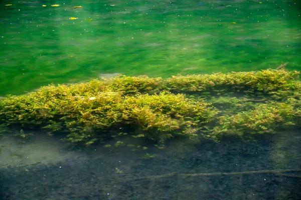 Sırbistan Grza Gölü Grza Nehri — Stok fotoğraf