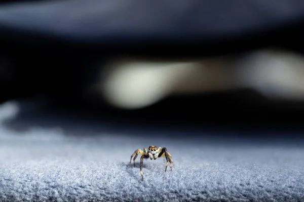 Jumping Spider Perched Cloth — Stock Photo, Image