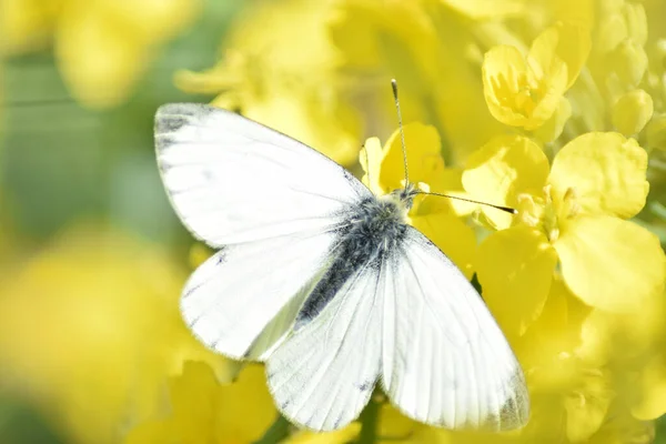 Selective Focus Shot Cabbage White Butterfly Yellow Flowers — Stockfoto