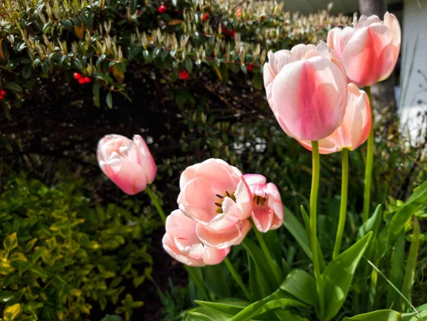 Beautiful Shot Light Pink Tulips Garden — Stock Photo, Image