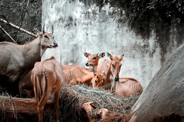 Group Nilgais Eating Dry Grass Bannerghatta National Park Bangalore Bengaluru — Photo