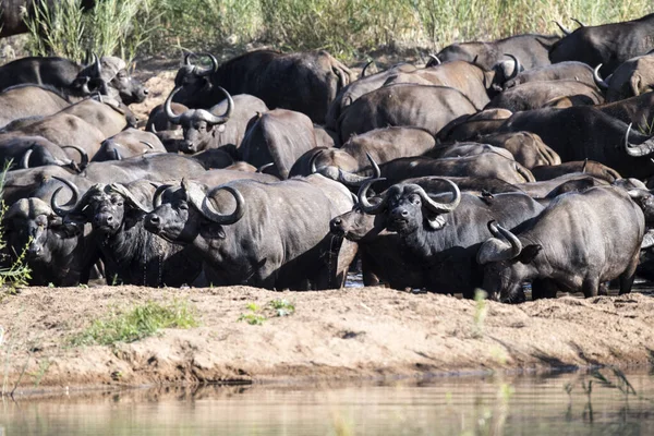 Large Gang African Buffaloes Syncerus Caffer — Stock Photo, Image