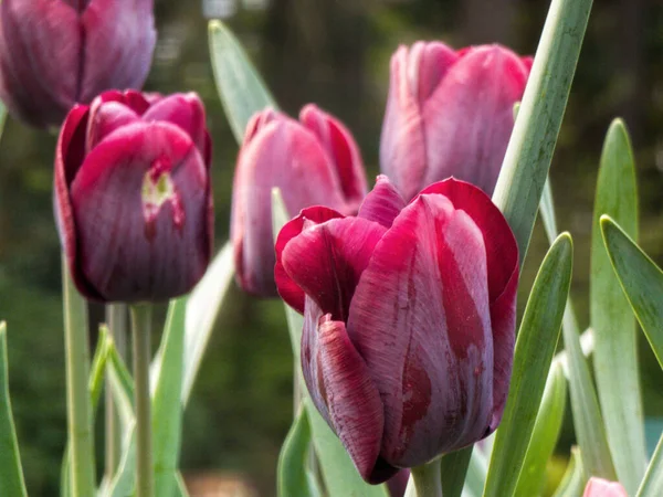 Shallow Focus Shot Garden Tulips Blossoming Garden Daylight Blurred Background — Stock Photo, Image