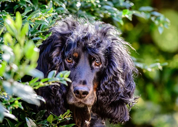 公园里一只毛茸茸的黑狗的特写镜头 — 图库照片