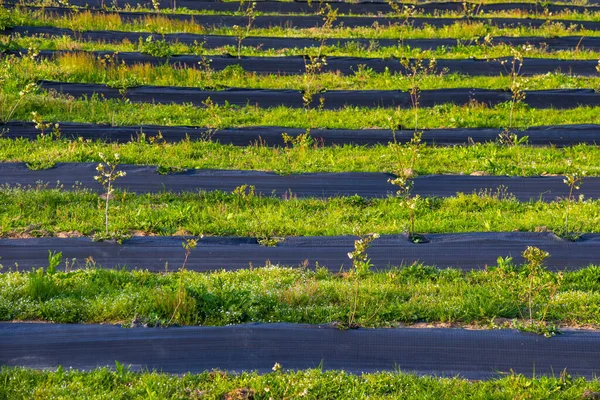 Blueberry Plantation Field Farm Samegrelo Georgia — Stock Photo, Image