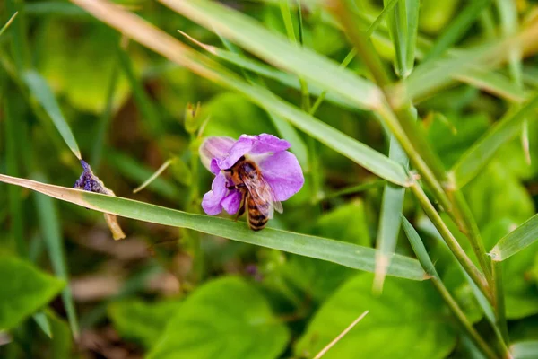 Närbild Ett Lila Blomma Trädgård — Stockfoto