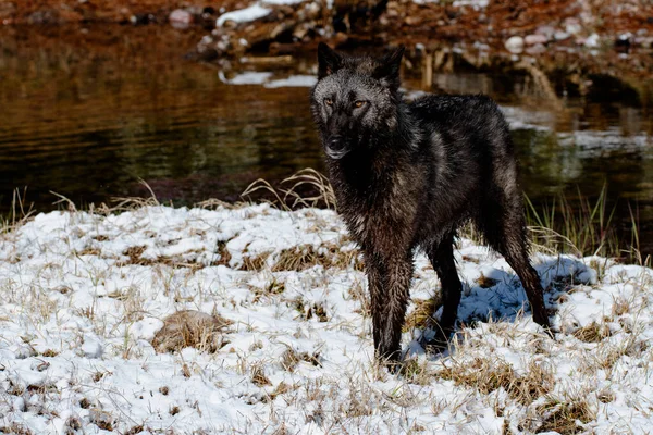Closeup Shot Canis Lupus Pambasileus Snowy Forest Cold Winter Day — Fotografia de Stock