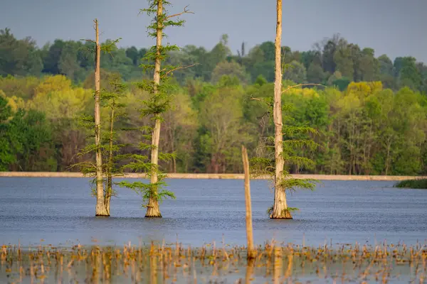 View Lake Tall Trees Forest Sky Selected Focus — Stock Photo, Image