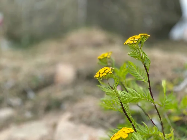 Selective Focus Shot Yellow Wild Flowers — Foto Stock