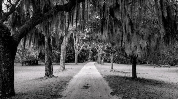 Grayscale Shot Narrow Footpath Forested Park — Foto de Stock