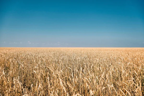 Modne Ører Hvete Hveteåker Klare Til Høstes Sult Verden Kornmangel – stockfoto