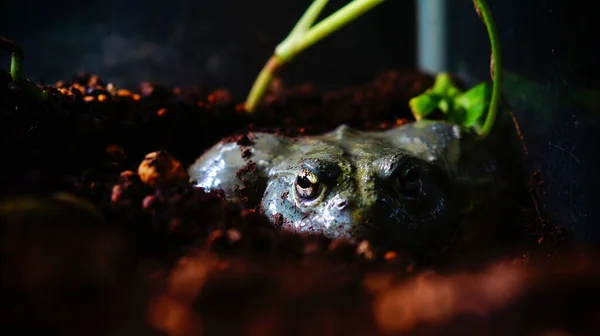 Frog Lurking Dark Night Shines His Half Buried Body Light — Stock Photo, Image