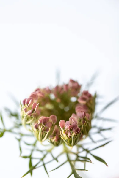 Baby Wildflower Queen Annes Lace — Stock fotografie
