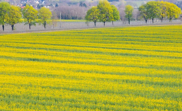 Beautiful Landscape Flowering Rapeseed Field —  Fotos de Stock