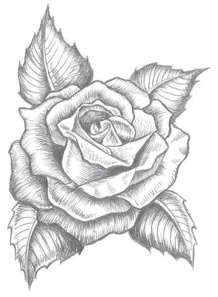 Tattoo Design Rose Flower Large Leaves — Foto de Stock