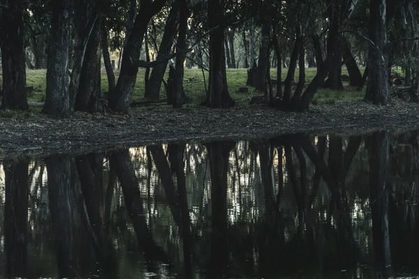 Beautiful Shot Dark Wood Tree Trunks Park Reflecting Water — Stock Photo, Image