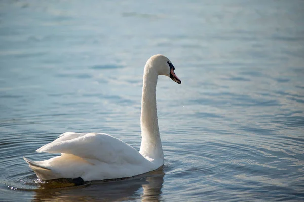 Tiro Perto Cisne Branco Nadando Água — Fotografia de Stock