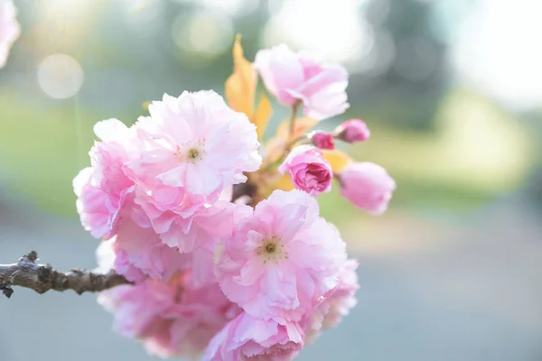 Closeup Shot Pink Flowers Blossoming Garden Bokeh Background — Stockfoto