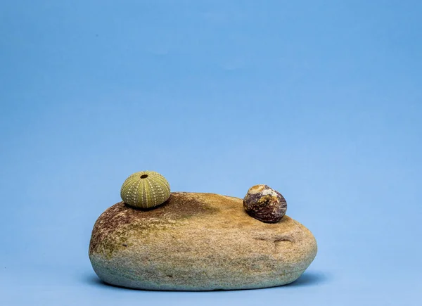 Close Shot Two Green Sea Urchin Shell Granite Stone Blue — Stock Photo, Image