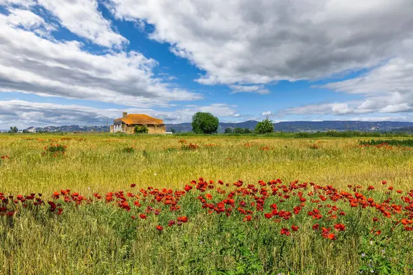 Vibrant Poppies Rural Field Cloudy Day — Stock Photo, Image