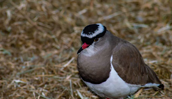 Closeup Crowned Lapwing Vanellus Coronatus Dry Grass — Stockfoto