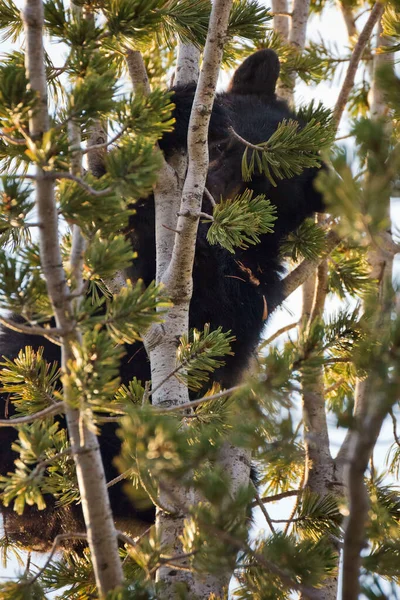 Baby Black Bear Tree Yellowstone National Park — Stok fotoğraf