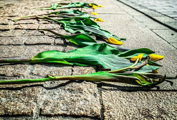 Bunch Stale Yellow Tulips Laid Ground Street — Stock Photo, Image