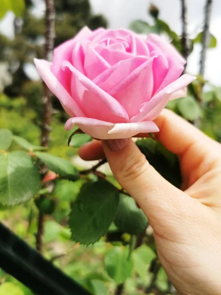Vertical Closeup Shot Hand Holding Blooming Pink Rose — Foto de Stock