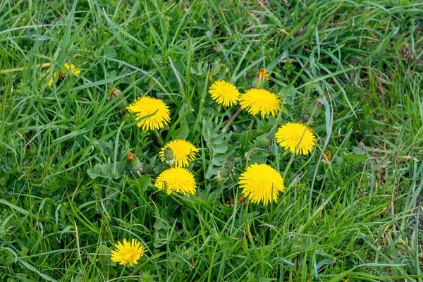 Closeup Shot Dandelion Grass — Photo