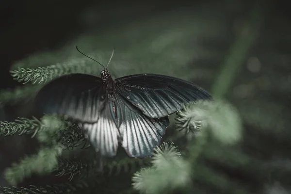 Papilio Lowi Great Mormon Asian Swallowtail Butterfly Family Papilionidae — Stock Photo, Image