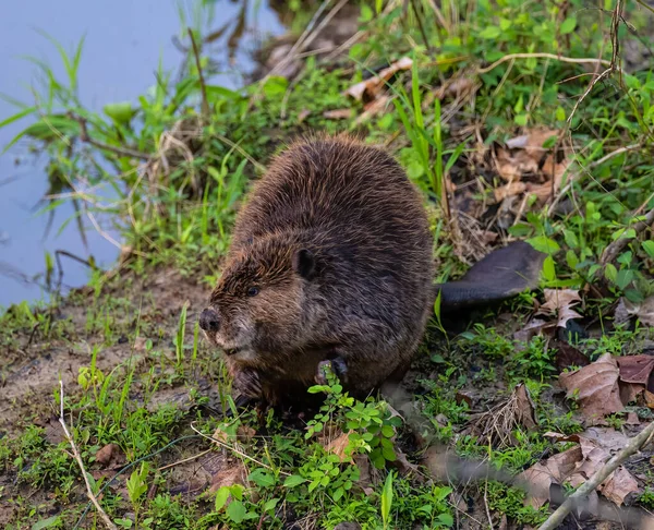 Yaygın bir kunduz, çimenli ve bulanık arka planlı bir uçurumda tek başına oturuyor.