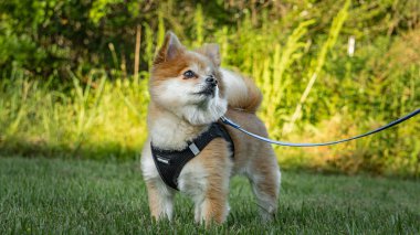 A Pomeranian being walked while looking up to owner