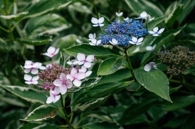 Sığ bir odak noktası pembe ve mavi Cennet Çayı