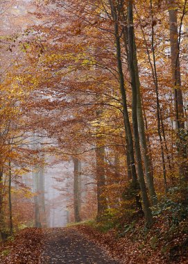 A vertical shot of a foggy path with orange and yellow trees in fall