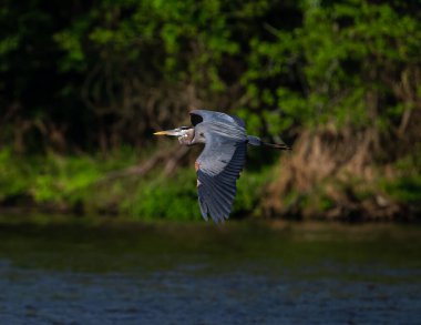 Büyük mavi balıkçıl, Ardea kahramanları suyun üzerinde uçuyor. Seçili odak.