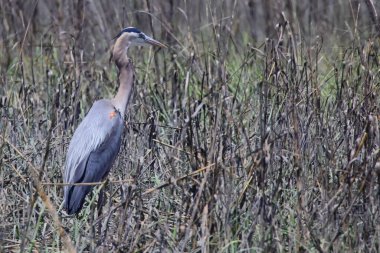 Tarladaki gri balıkçıl balığının yakın çekimi.