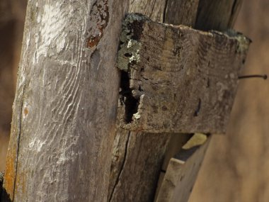 Tahta bir gövdenin yakın plan çekimi.