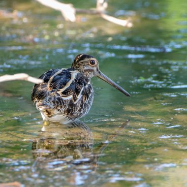A closeup of a Common snipe in the shallow water