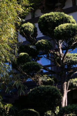 The Plant Podocarpus macrophyllus trees