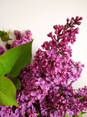 A vertical closeup shot of lilac flowers