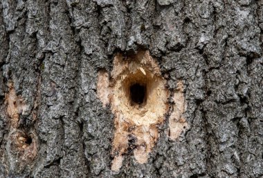 a hole made by a woodpecker in a tree trunk, nature, bird, oak