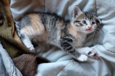 Güzel gri ve turuncu kürklü küçük bir kedi yavrusu yatakta oynuyor.