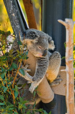 Hayvanat bahçesinde uyuyan gri bir koalanın dikey görüntüsü.