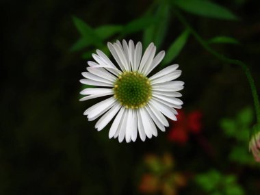 Bulanık bir arkaplanda beyaz bir papatyanın yakın plan çekimi.