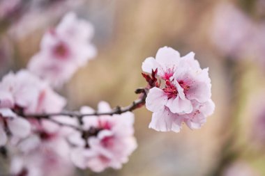 A vibrant pink cherry blossom