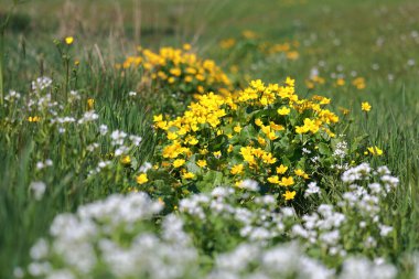A scenic view of Marsh Marigold flowers growing in a green field on a sunny day