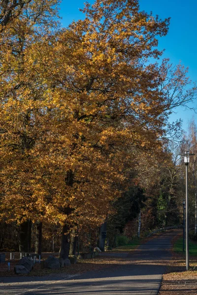 道路の近くの木の垂直ショット — ストック写真