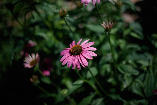 Pink Flower Blurred Semi Open Flowers Background — Fotografia de Stock